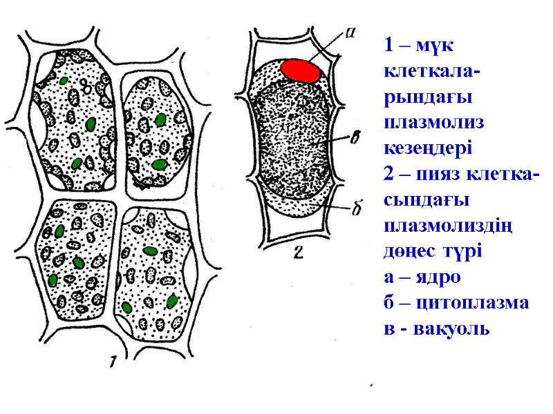 1 – мүк клеткала-рындағы плазмолиз кезеңдері 2 – пияз клетка-сындағы плазмолиздің дөңес түрі а